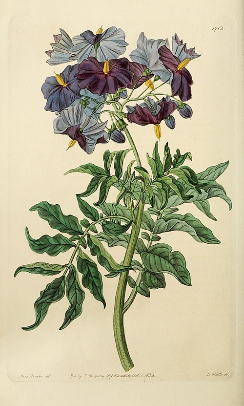 Solanum etuberosum
